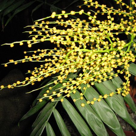 Floare de palmier